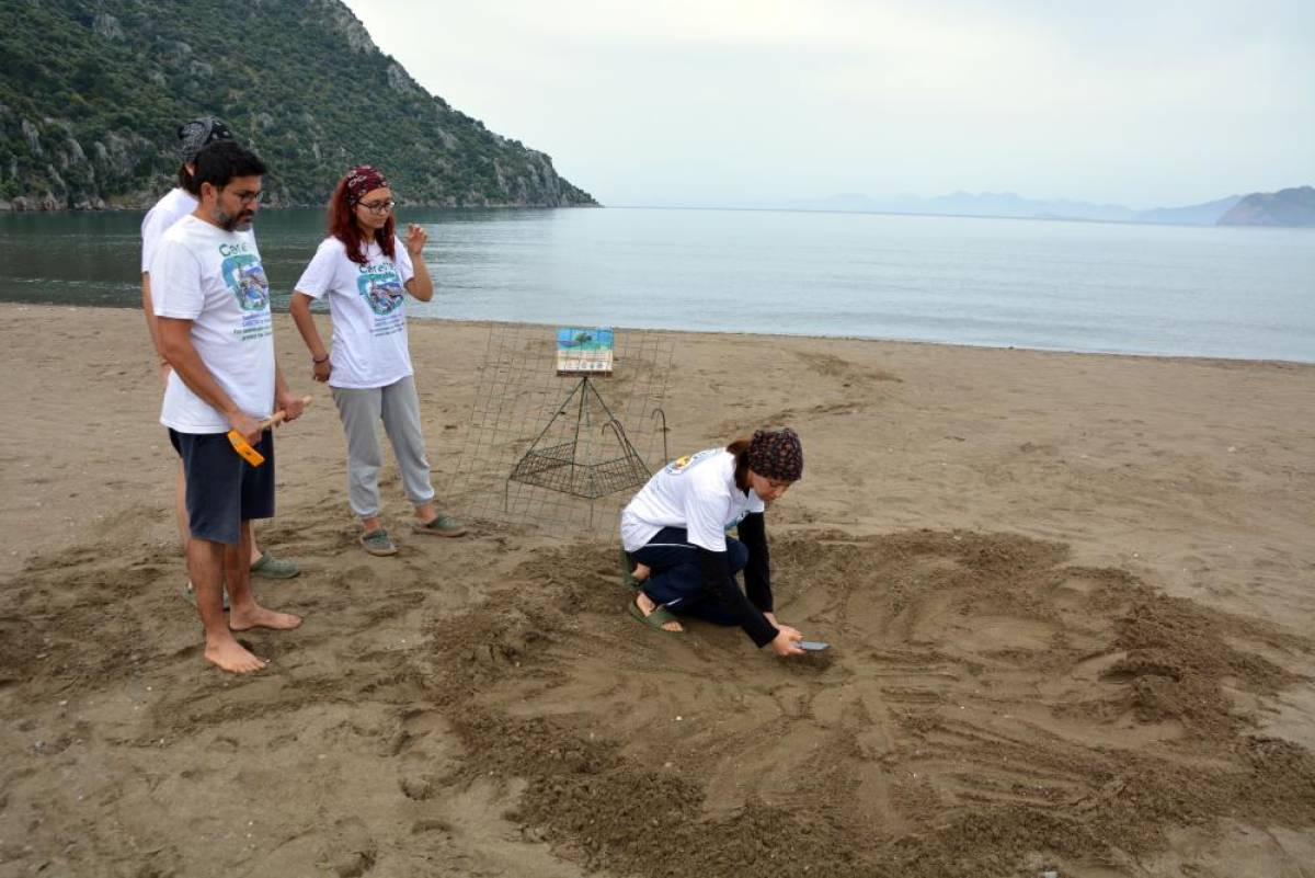 Muğla'daki İztuzu sahiline caretta carettalar yumurta bırakmaya başladı