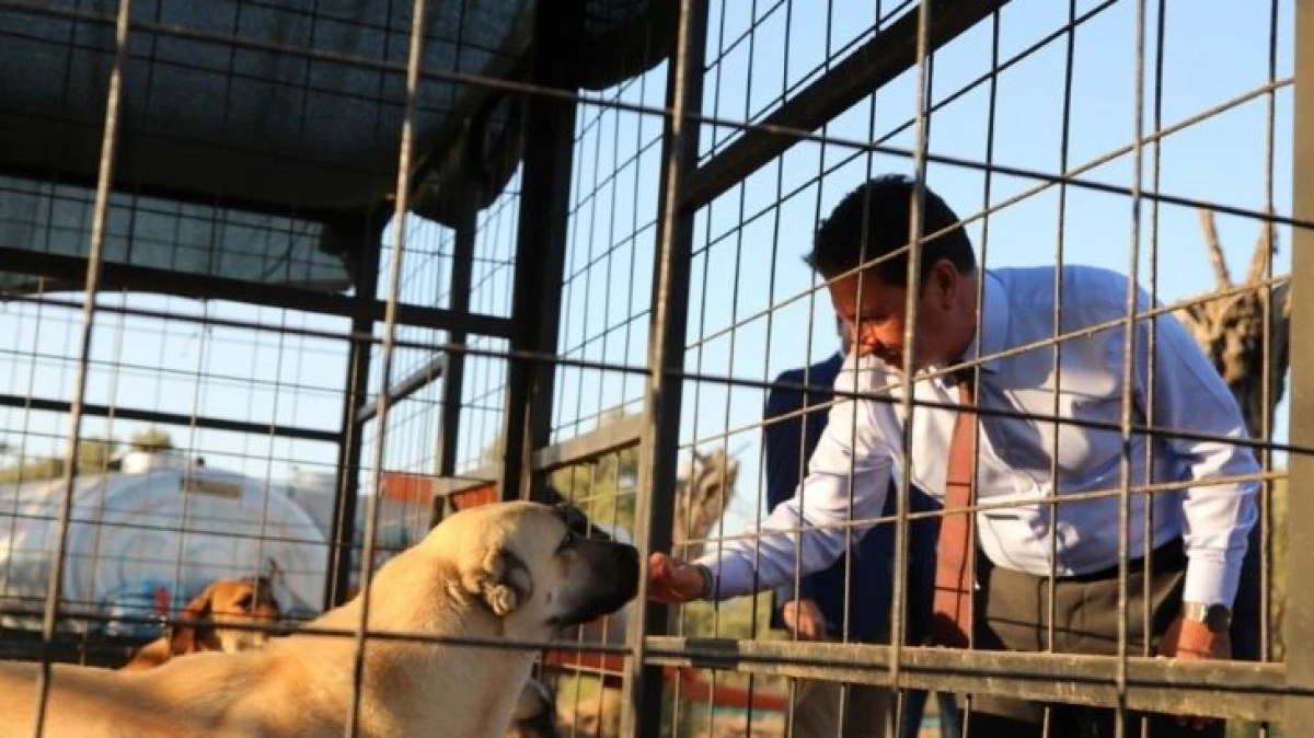 4 Bin 34 Can Dosta Sıcak Yuva