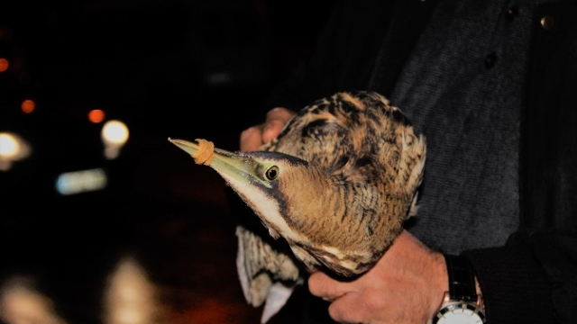 Bodrum'da Yaralı Halde Bulundu