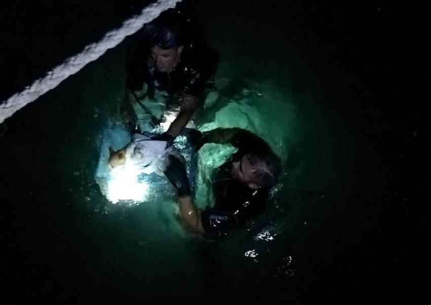 Sahil Güvenlik Ekipleri Kedi İçin Seferber Oldu 