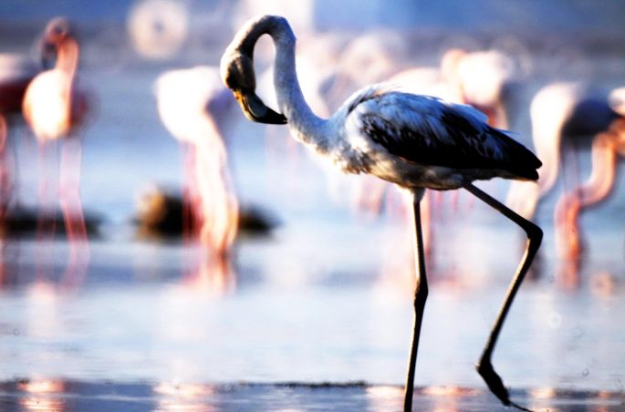 Onları Bile Avlıyorlar