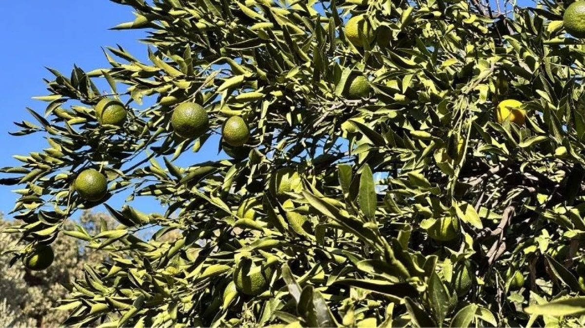 Bodrum mandalinasında sezon erken açıldı!