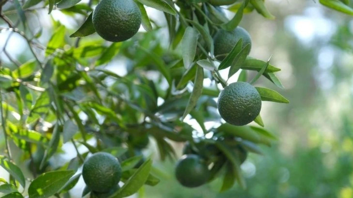 Bodrum&rsquo;un Yeşil Altını İ&ccedil;in Yeni D&ouml;nem