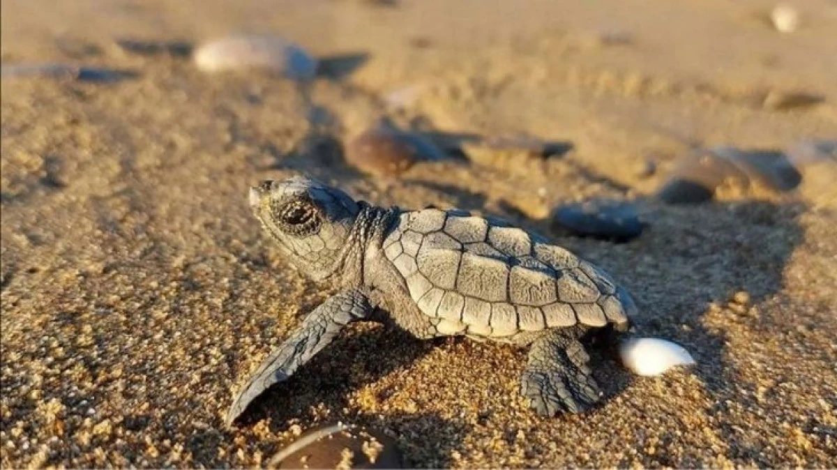Küresel Isınma Caretta Carettaları Tehdit Ediyor!