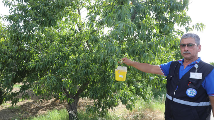 Narenciye ihracatına Büyükşehir desteği 