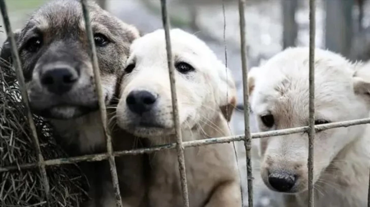 Sokak K&ouml;peklerinin Hepsi Barınaklara Alınacak! 