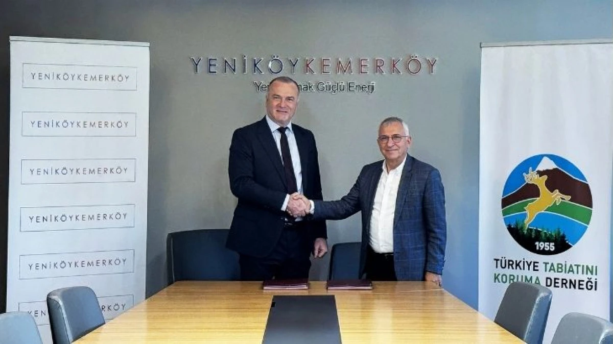 Taşınan Zeytin Ağaçları Emin Ellerde