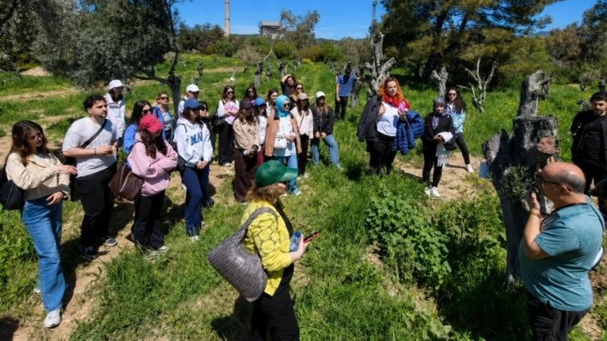 Taşınan Zeytinleri Yerinde G&ouml;rd&uuml;ler