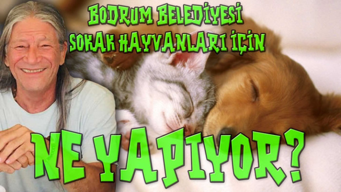 BODRUM BELEDİYESİ SOKAK HAYVANLARI İÇİN NE YAPIYOR?